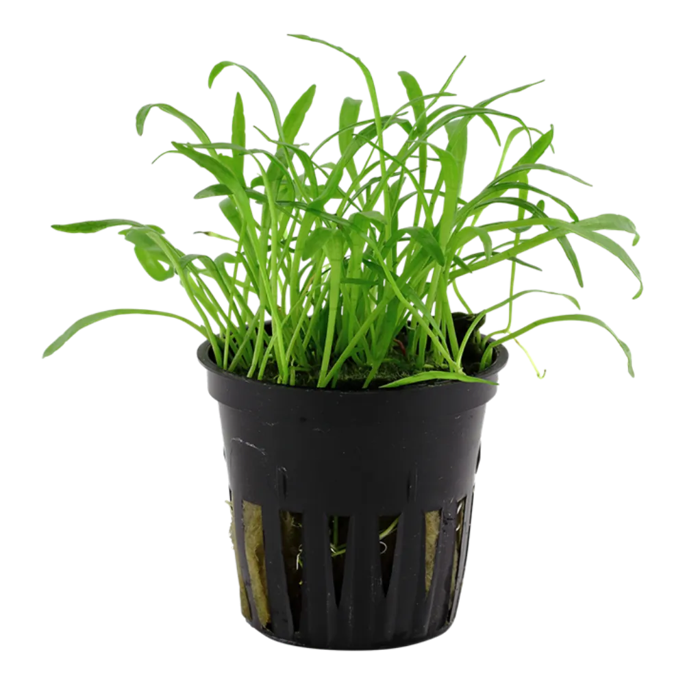 Lilaeopsis brasiliensis (Micro Sword)